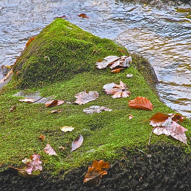 Blätter/Steine/Wasser_6