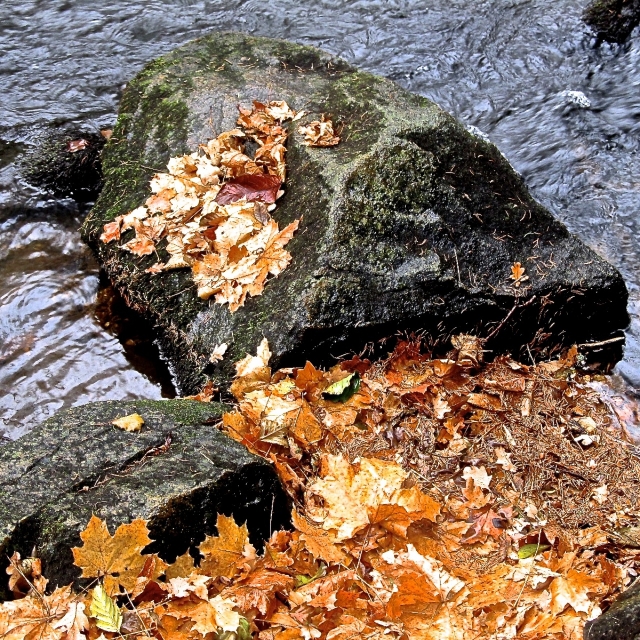 Blätter/Steine/Wasser_3